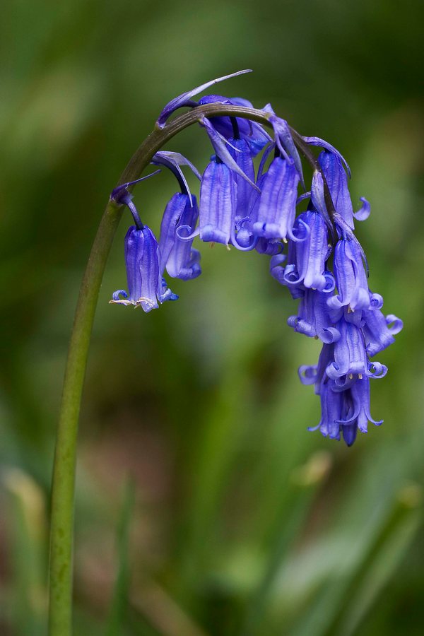 Wilde hyacint (Scilla (of Hyacinthoides) non-scripta)