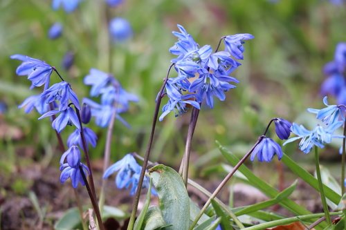 Oosterse sterhyacint (Scilla siberica)