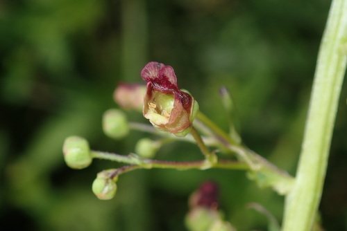 Gevleugeld helmkruid (Scrophularia umbrosa)