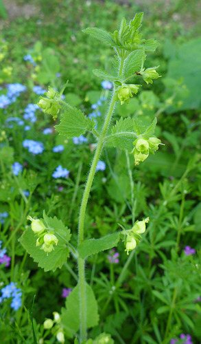 Voorjaarshelmkruid (Scrophularia vernalis)