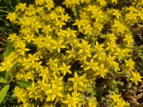 Muurpeper (Sedum acre)