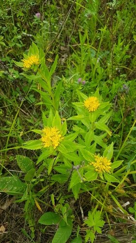 Sedum (Sedum aizoon)