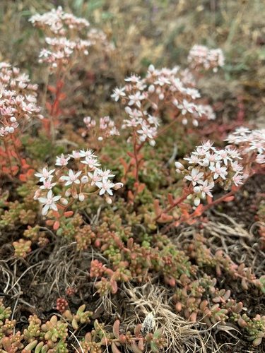 Wit vetkruid (Sedum album)