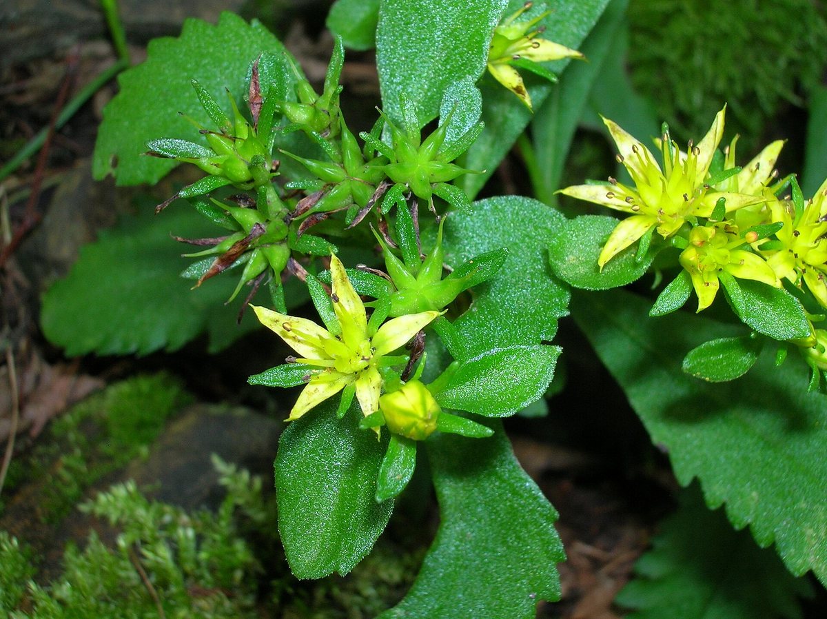 Kamtsjatka-muurpeper (Sedum kamtschaticum / Sedum middendorffianum)