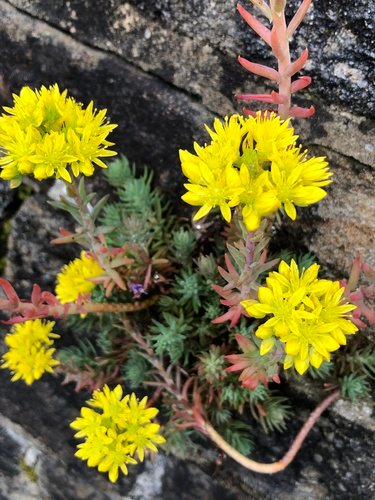 Tripmadam (Sedum reflexum)