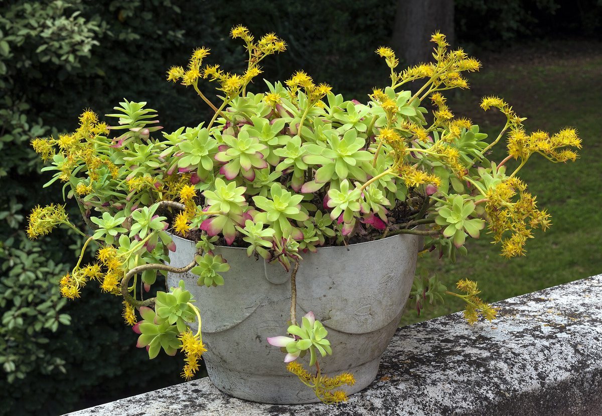 Sedum (Sedum spathulifolium)