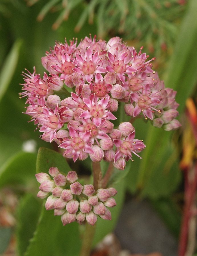 Hemelsleutel (Sedum telephium)