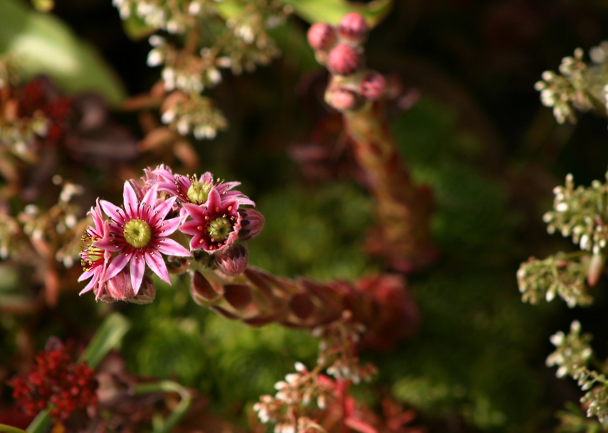 Donderblad / Huislook (Sempervivum tectorum)
