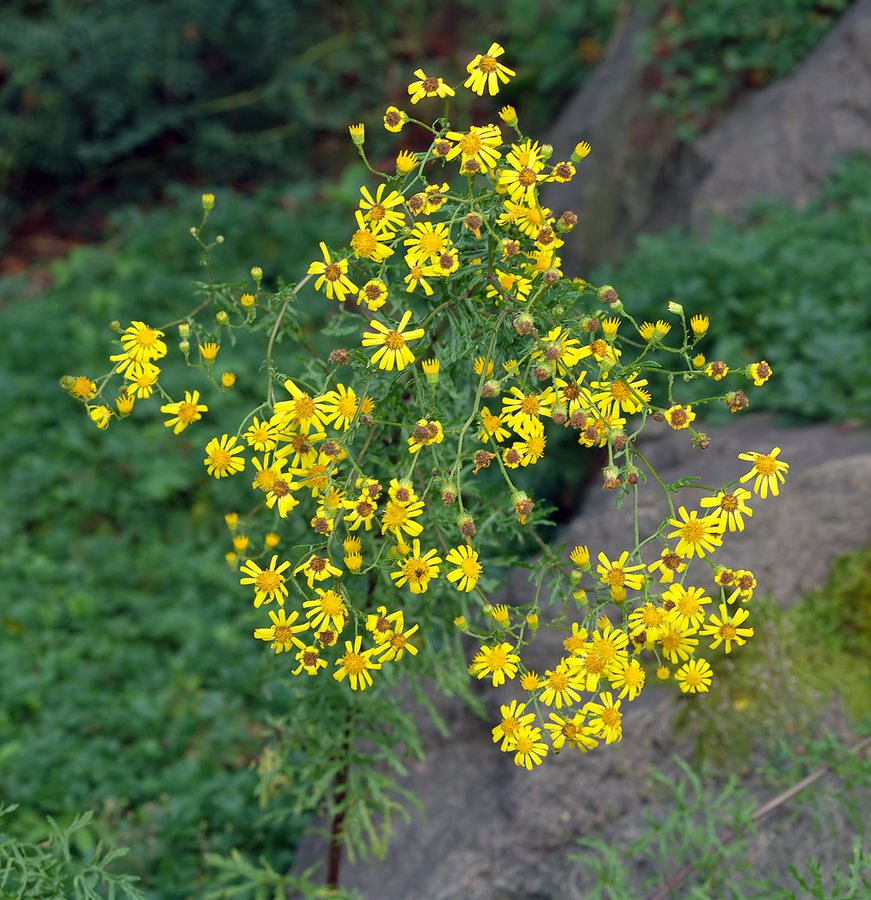 Viltig kruiskruid (Senecio erucifolius)