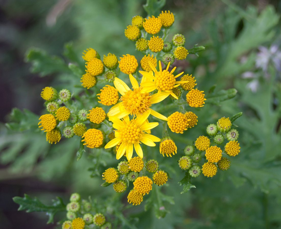 Jacobskruiskruid (Senecio jacobaea)