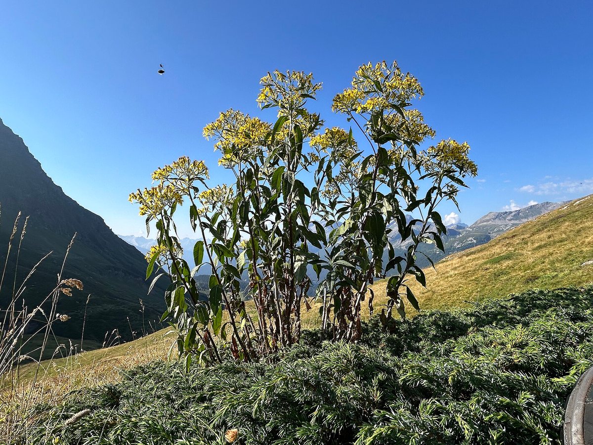 Schaduwkruiskruid (Senecio ovatus)