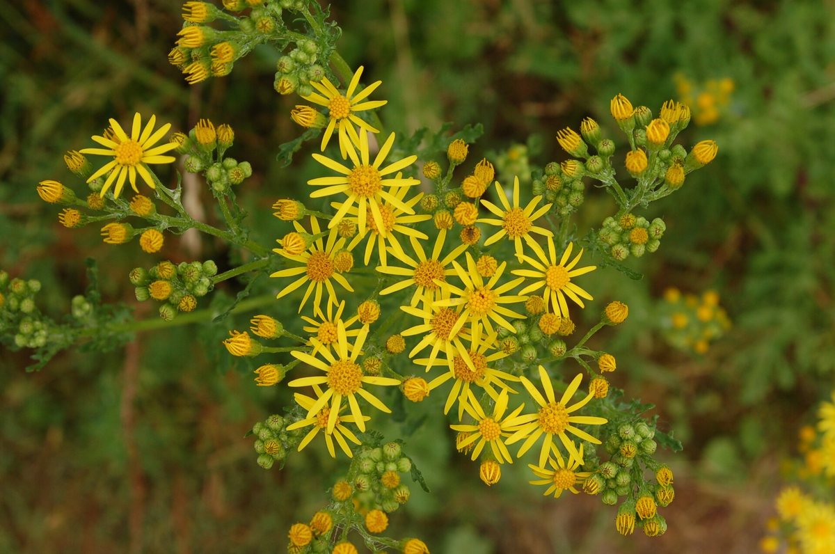 Moeraskruiskruid (Senecio paludosus)