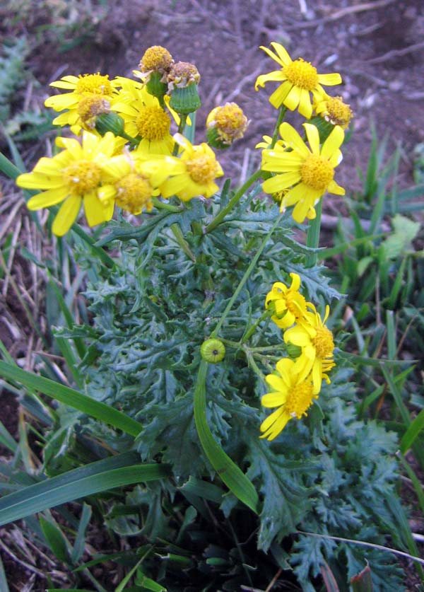 Glanzend kruiskruid (Senecio squalidus)