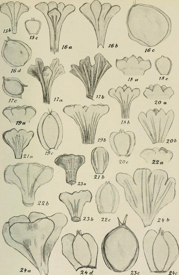 Zaagblad (Serrulata  tinctoria)