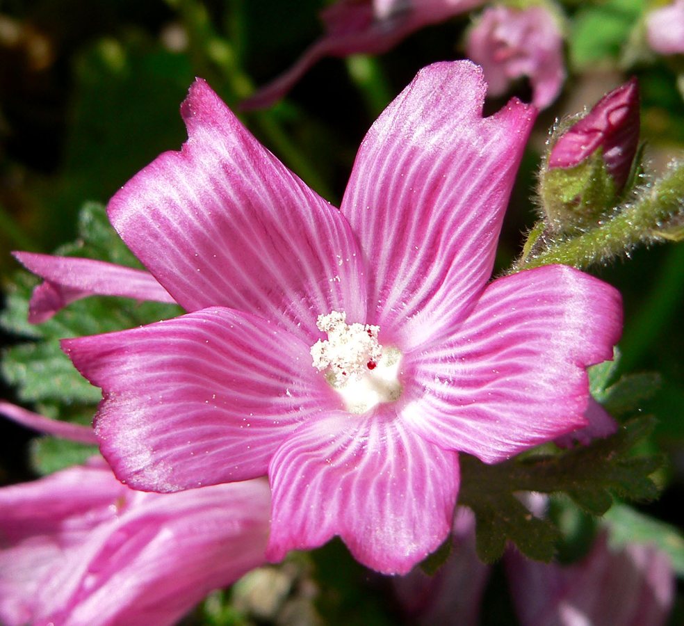 Wilde stokroos / Griekse malva (Sidalcea malviflora)