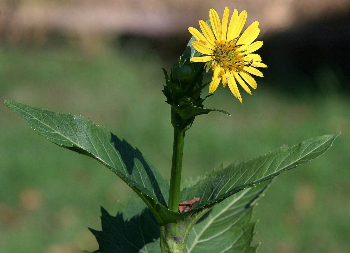 Zonnekroon (Silphium perfoliatum)