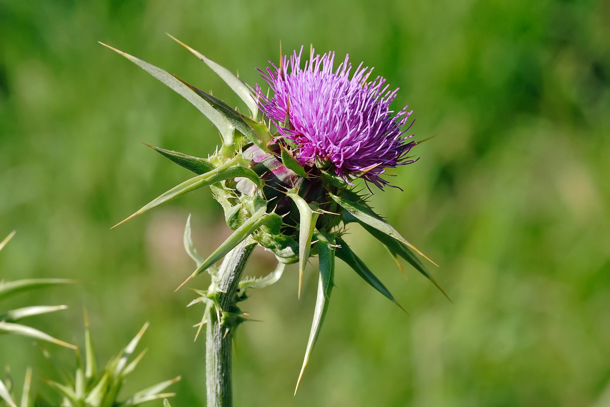 Mariadistel (Silybum marianum)