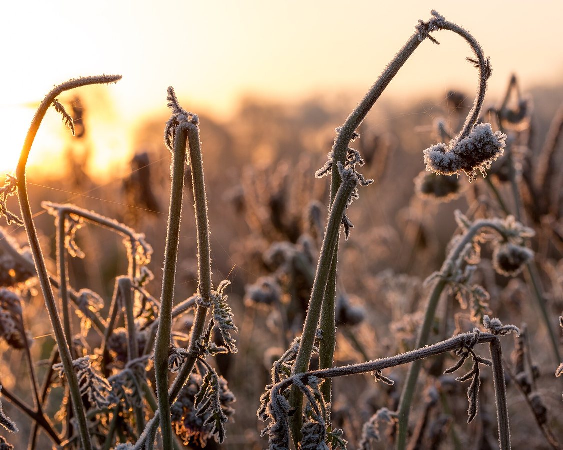 Gele mosterd (Sinapis alba)