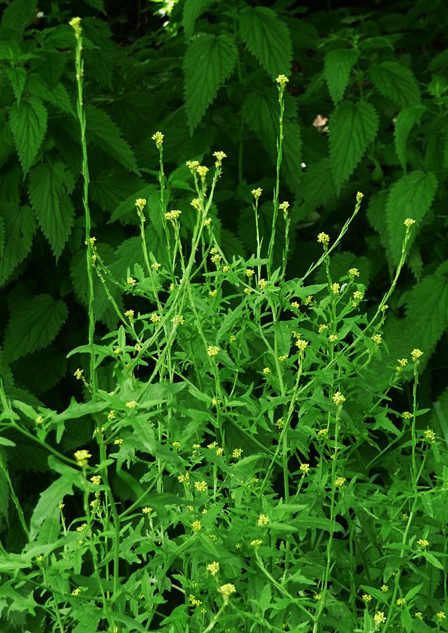 Gewone raket (Sisymbrium officinale)