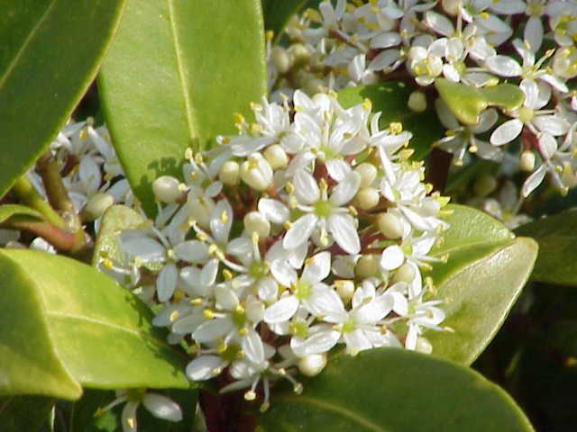 Skimmia (Skimmia japonica)