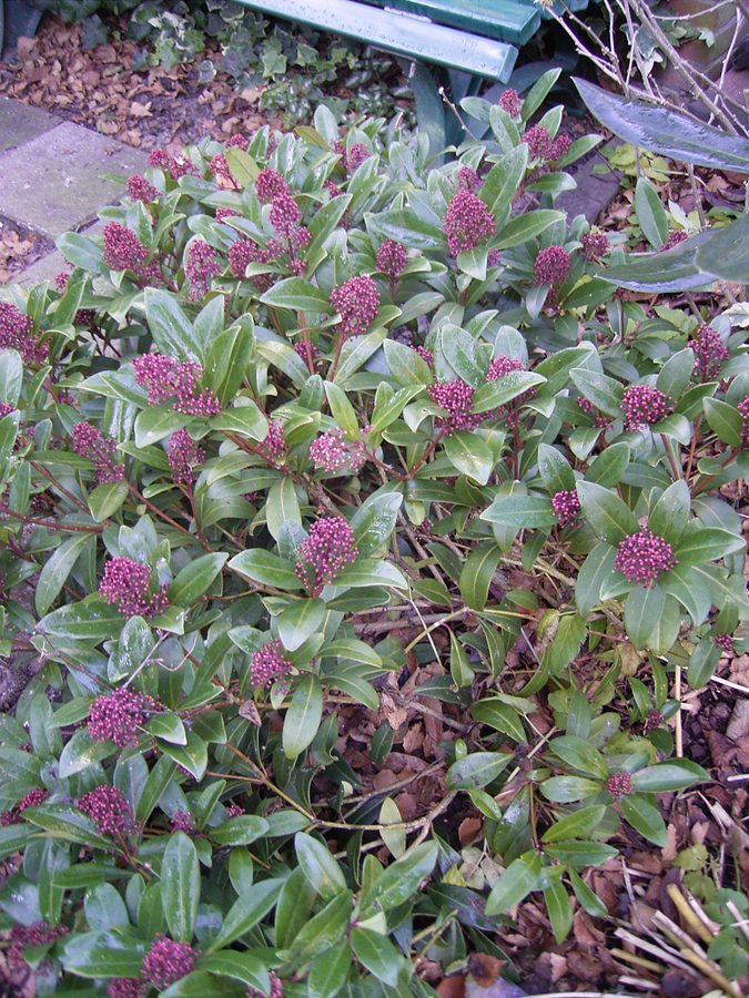 Skimmia (Skimmia reevesiana)