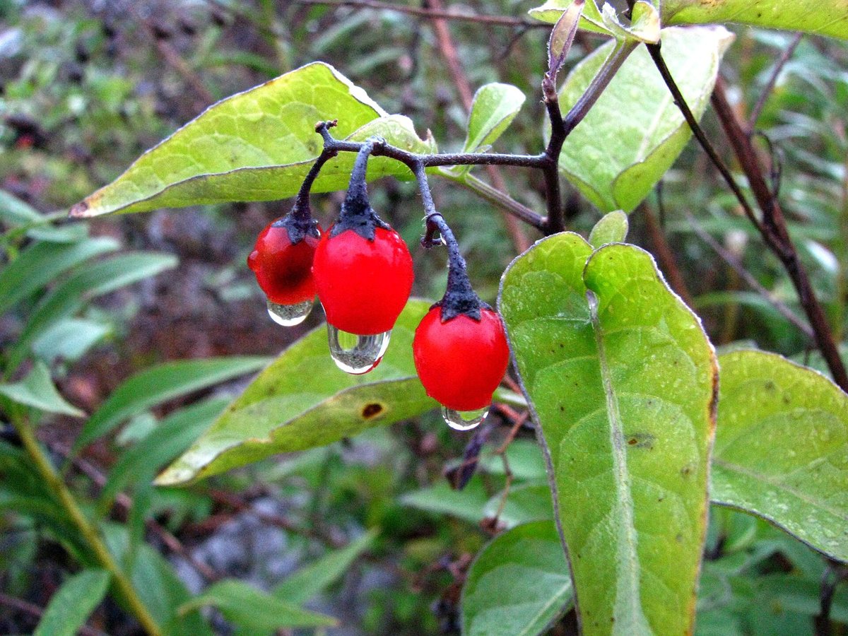 Bitterzoet (Solanum dulcamara)