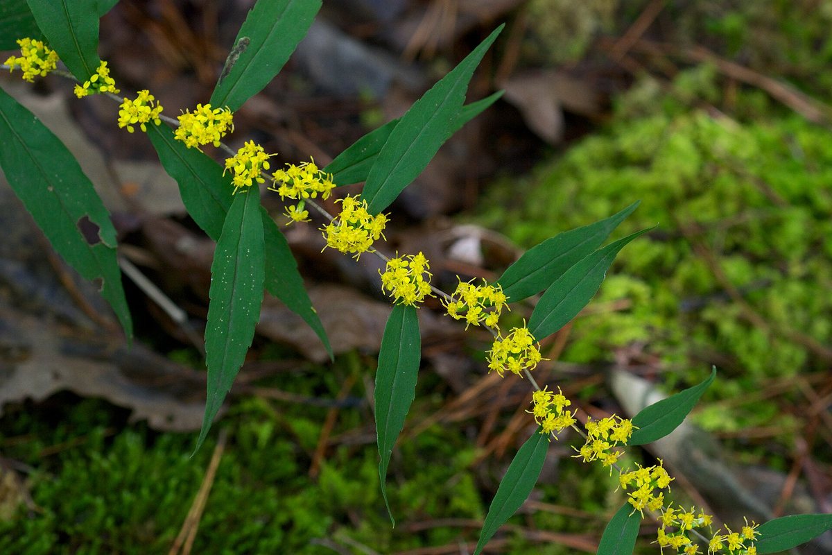 Guldenroede (Solidago caesia)