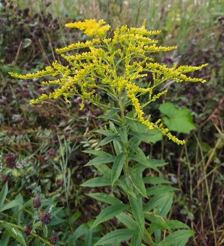 Canadese guldenroede (Solidago canadensis)