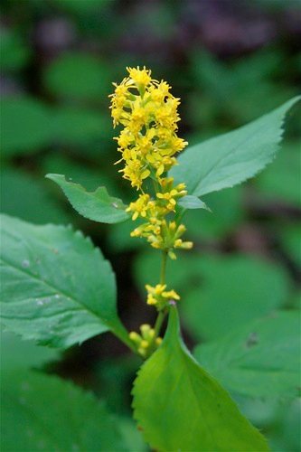 Guldenroede (Solidago flexicaulis)