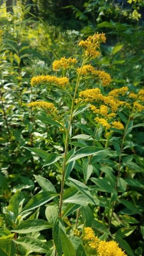 Late guldenroede (Solidago gigantea)