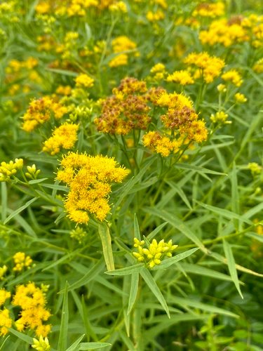Grasbladige guldenroede (Solidago graminifolia)