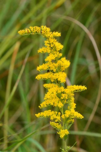 Grijze guldenroede (Solidago nemoralis)
