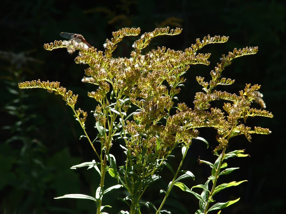 Stijve guldenroede (Solidago rigida (Oligoneuron rigidus))