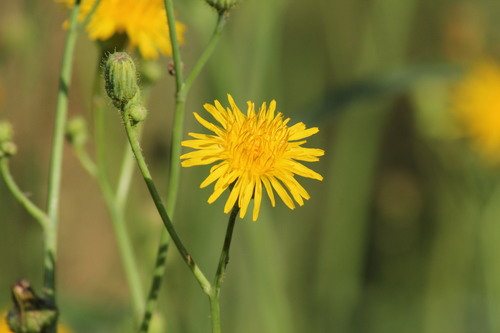 Akkermelkdistel (Sonchus arvensis)