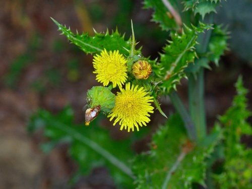 Gekroesde melkdistel (Sonchus asper)
