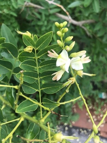Honingboom / Snoerboom (Sophora japonica)