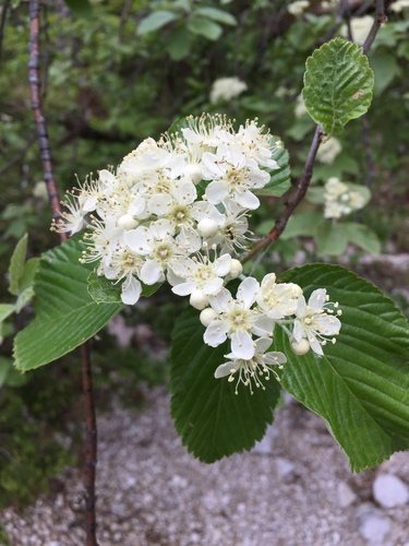 Meelbes (Sorbus aria)