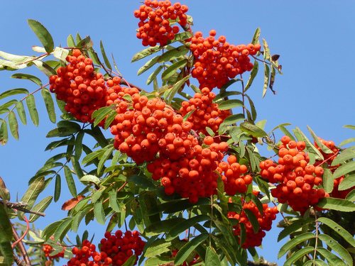 Wilde lijsterbes (Sorbus aucuparia)