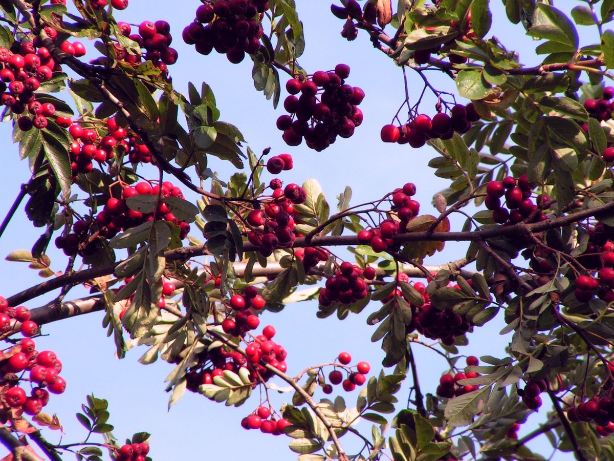Gedeelde meelbes (Sorbus x thuringiaca)