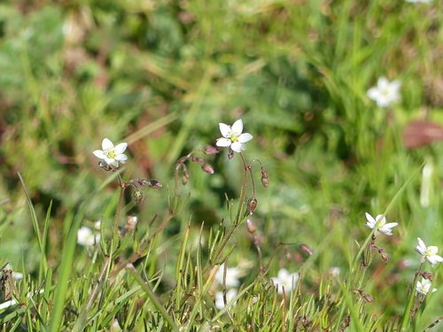Gewone spurrie (Spergula arvensis)