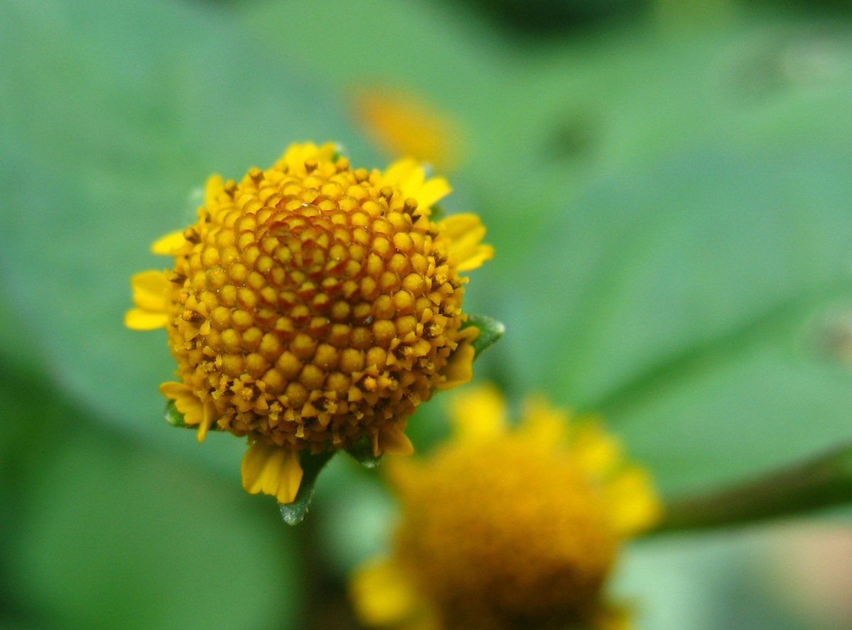 Huzarenknoop (Spilanthes oleracea)