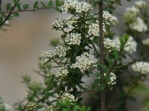 Spirea (Spiraea canescens)