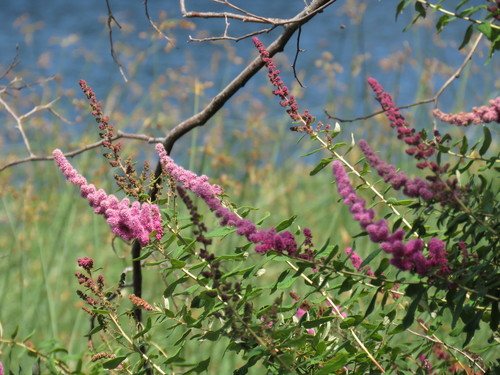 Douglasspirea (Spiraea douglasii)