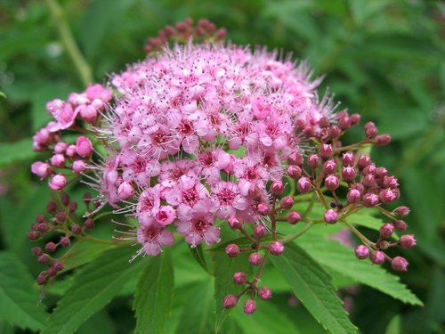 Spiraea (Spiraea japonica)
