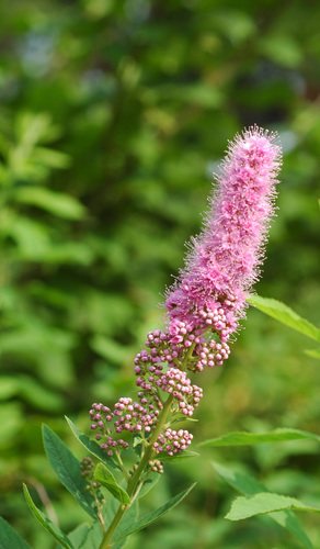 Theeboompje (Spiraea salicifolia)
