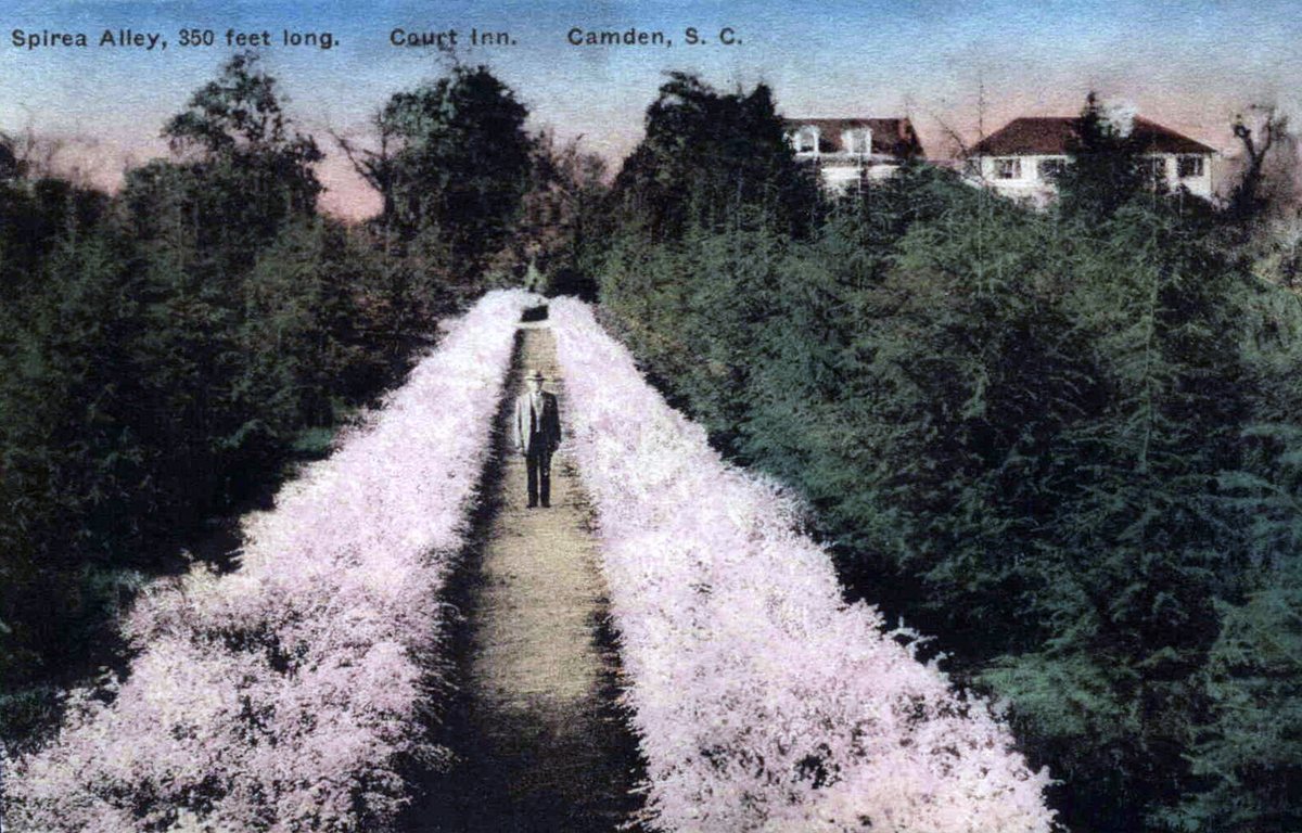 Spirea (Spiraea x vanhouttei)