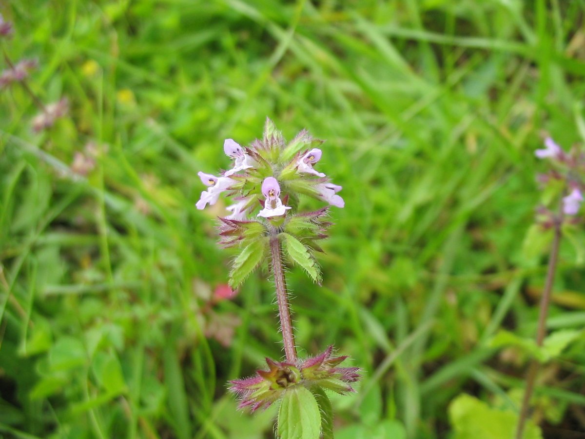 Akkerandoorn (Stachys arvensis)