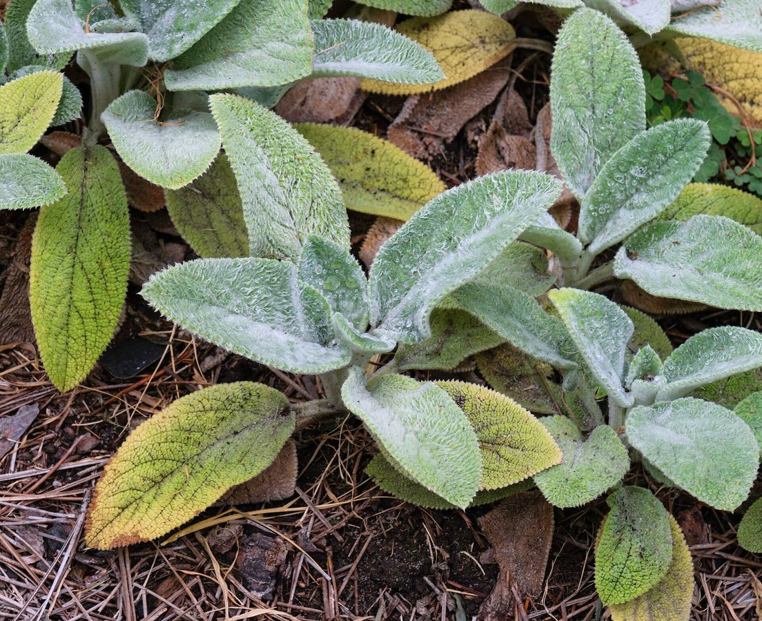 Ezelsoor (Stachys bysantina)