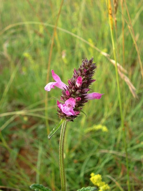 Betonie (Stachys officinalis)