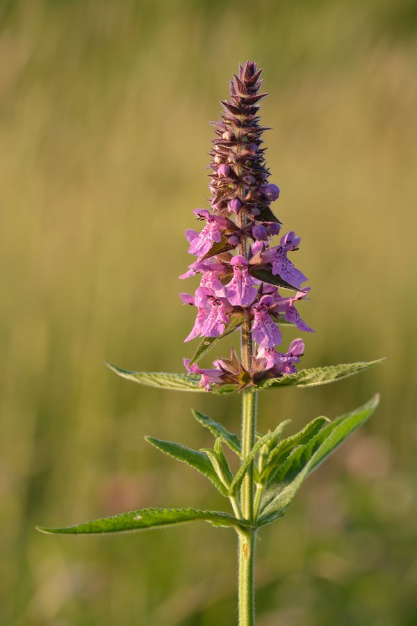 Moerasandoorn (Stachys palustris)